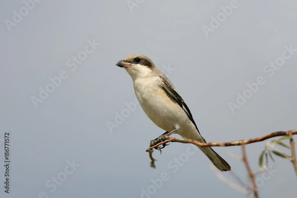 Fototapeta Close up photo of The lesser grey shrike (Lanius minor) sits on the branch on a blue sky background