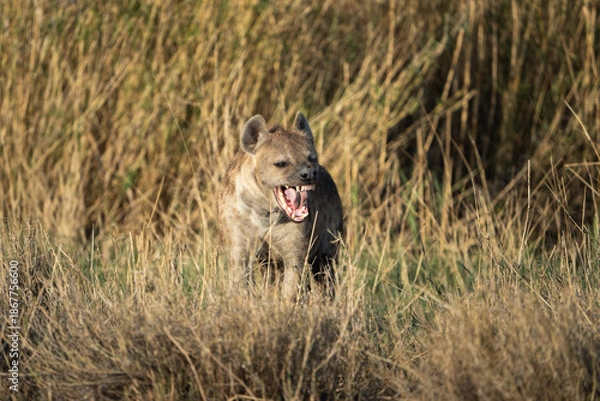 Obraz Hyena showing it's teeth