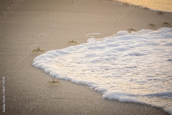 Obraz Crabs on a Beach