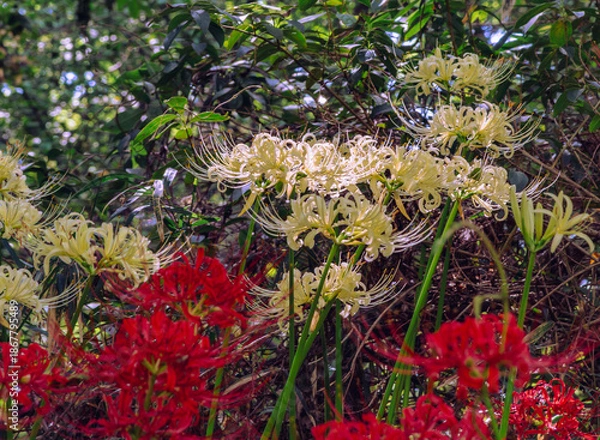 Fototapeta 華麗な曼珠沙華3ー25