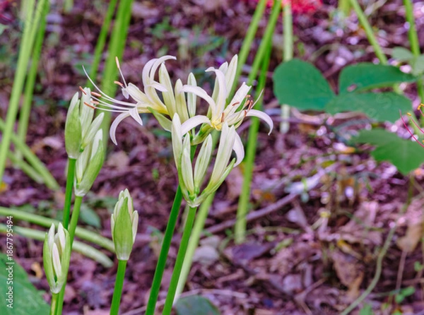Fototapeta 華麗な曼珠沙華3ー24