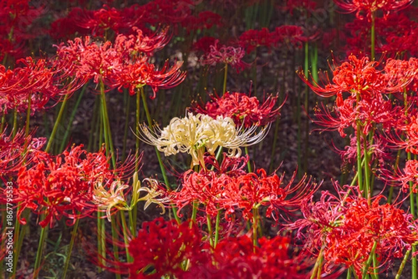 Fototapeta 華麗な曼珠沙華3ー22