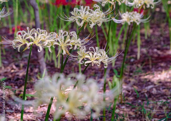 Fototapeta 華麗な曼珠沙華3ー19