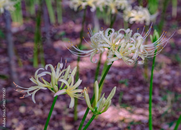 Fototapeta 華麗な曼珠沙華3ー18