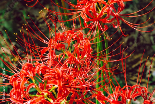 Fototapeta 華麗な曼珠沙華3ー13