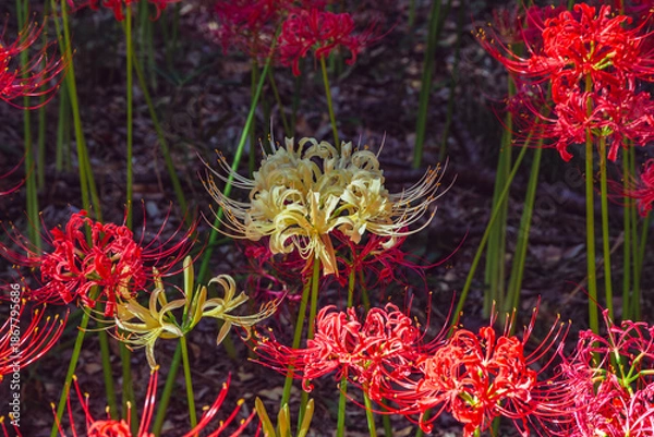 Fototapeta 華麗な曼珠沙華3ー10