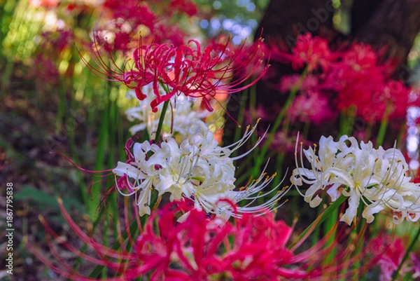 Fototapeta 華麗な曼珠沙華3ー1