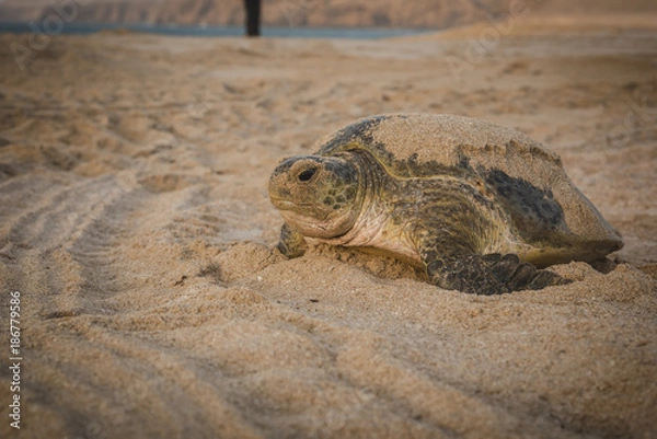 Obraz Turtle On A Beach