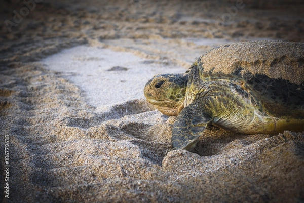 Obraz Turtle On A Beach