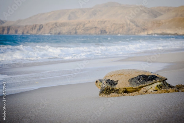 Obraz Turtle On A Beach