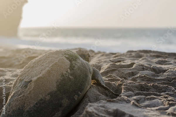 Obraz Turtle On A Beach