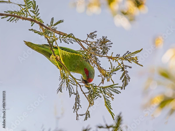 Obraz Upside Down Musk Lorikeet (Glossopsitta Concinna)