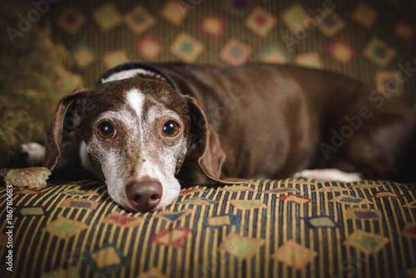 Obraz Dachshund on Couch