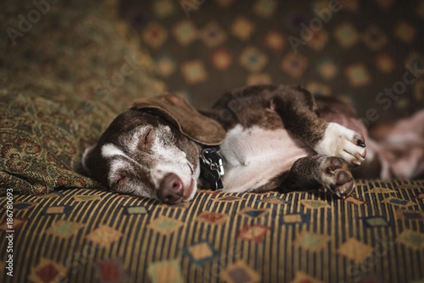 Obraz Dachshund on Couch