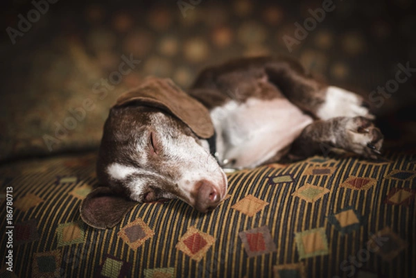 Obraz Dachshund on Couch