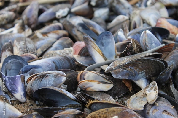 Obraz Conchas de mexilhão em Lisboa