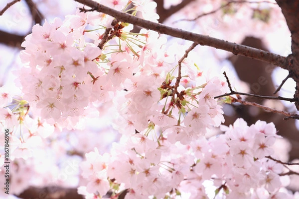 Obraz さくらの花