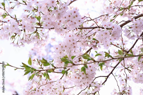 Obraz さくらの花