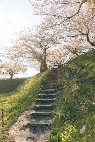 Obraz 北海道函館2025春-五稜郭公園-03