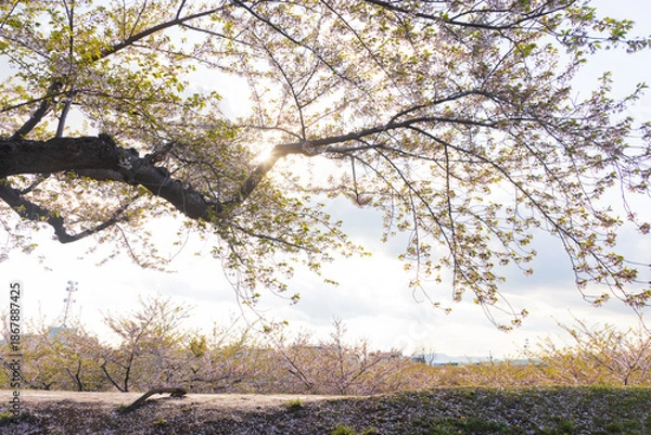 Obraz 北海道函館2025春-五稜郭公園-04