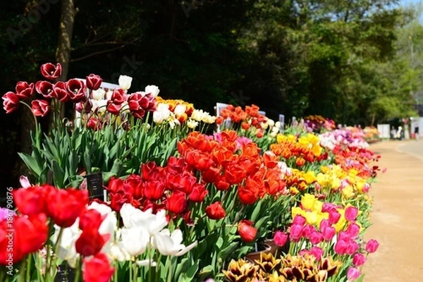 Fototapeta 満開のカラフルチューリップ
