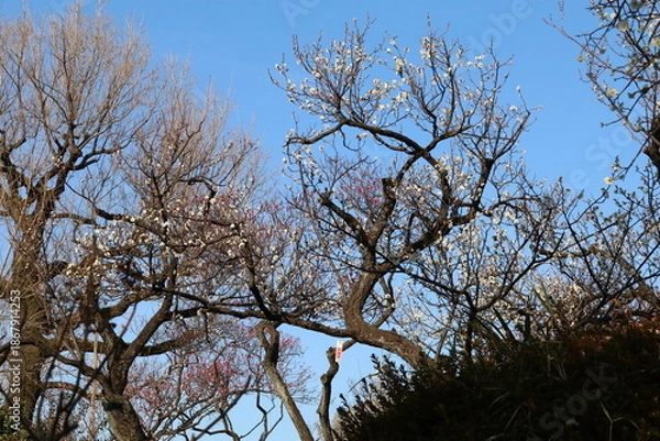 Obraz 梅（世田谷 羽根木公園にて）。