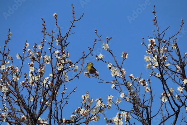 Obraz 梅（世田谷 羽根木公園にて）。メジロ。