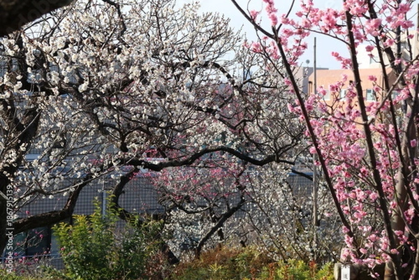 Obraz 梅（世田谷 羽根木公園にて）。