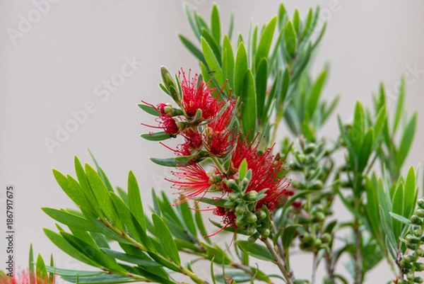 Obraz Young Bottlebrush tree in flower