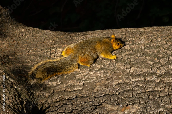 Obraz fox squirrel lie flat on a log 
