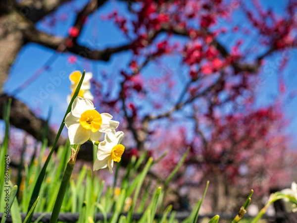 Obraz 早春の輝き！紅梅を背景に咲く可憐な水仙