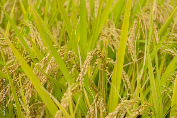 Fototapeta 稲刈り直前の稲穂