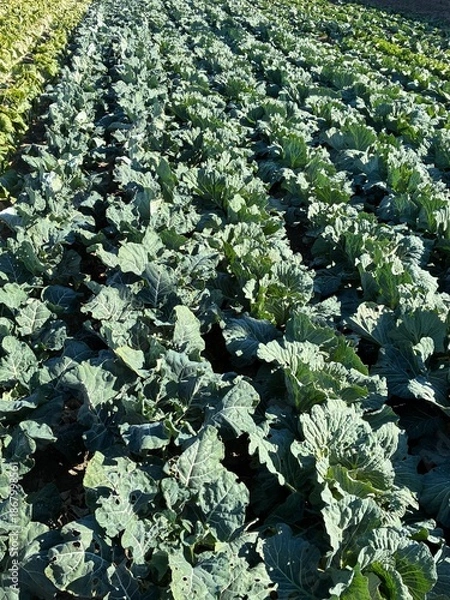 Fototapeta キャベツ畑