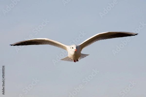 Obraz Möwe von vorne