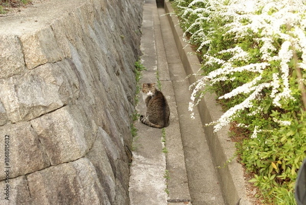 Obraz 石垣のわきの小道にいる茶色の猫