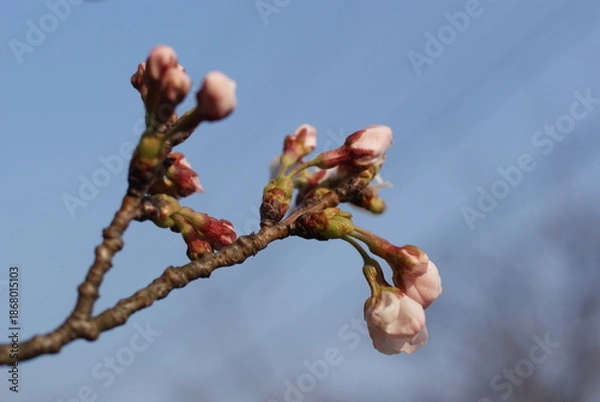 Obraz 桜のつぼみが膨らむ春の空の背景