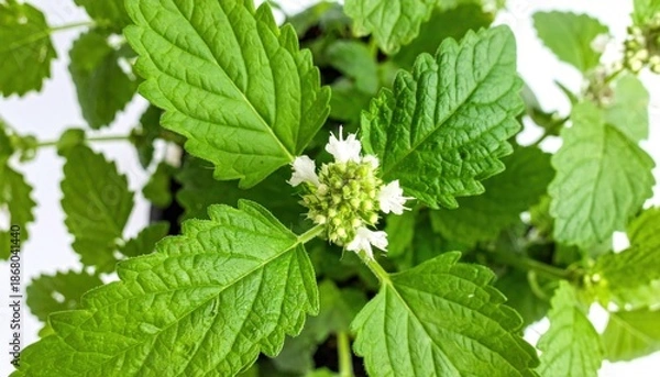 Obraz Lemon Balm Plant.