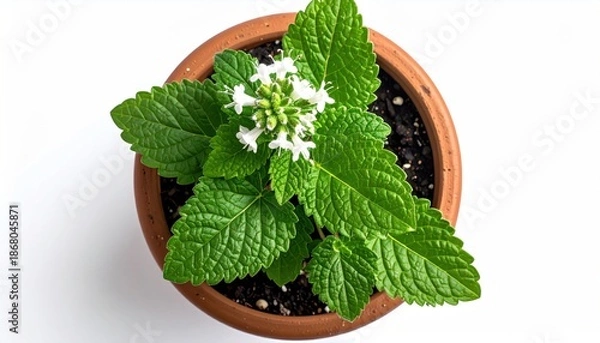 Obraz Lemon balm potted plant.