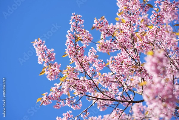 Obraz cherry blossom in spring