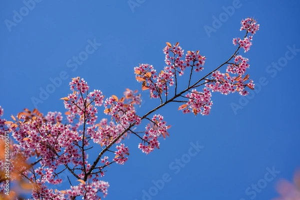 Obraz cherry blossom in spring