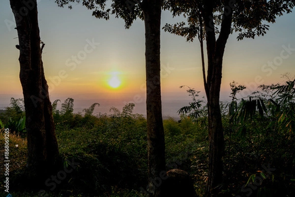 Obraz sunset in the forest