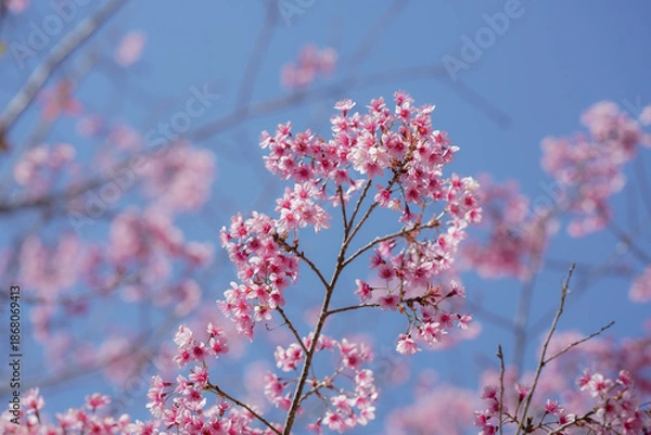 Obraz cherry blossom in spring