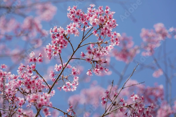 Obraz cherry blossom in spring