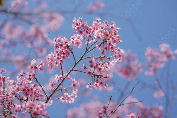 Obraz pink cherry blossom