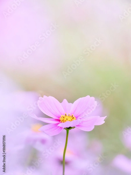 Fototapeta パステル調の優しい色合いのピンク色のコスモスの花