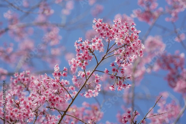 Obraz pink cherry blossom