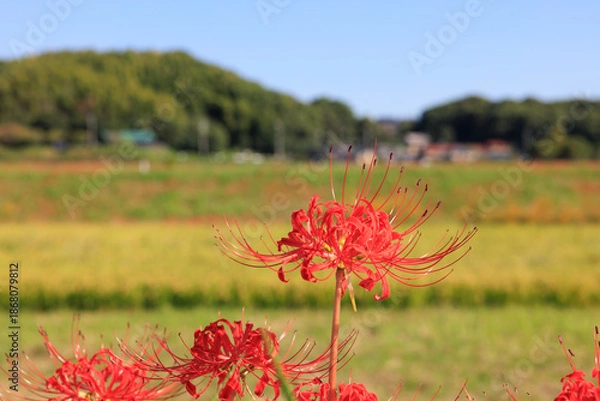 Fototapeta 彼岸花咲く里の秋景色 愛知県半田市