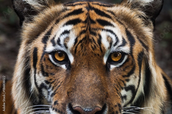 Fototapeta twarz tygrysa jako tło, skup się na oczach