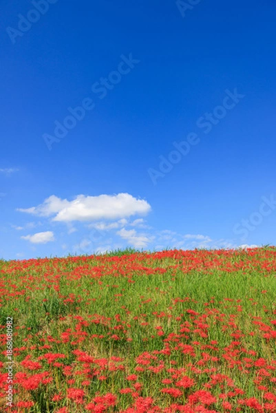 Fototapeta 彼岸花咲く里の秋景色 愛知県半田市