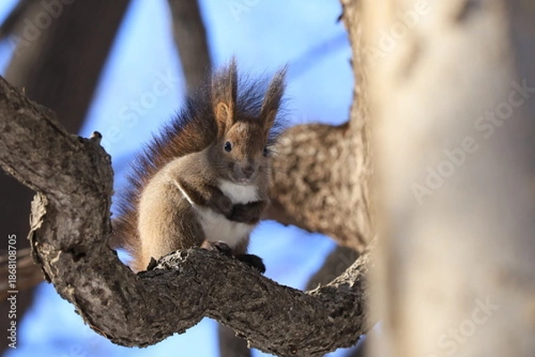 Obraz 冬のエゾリス